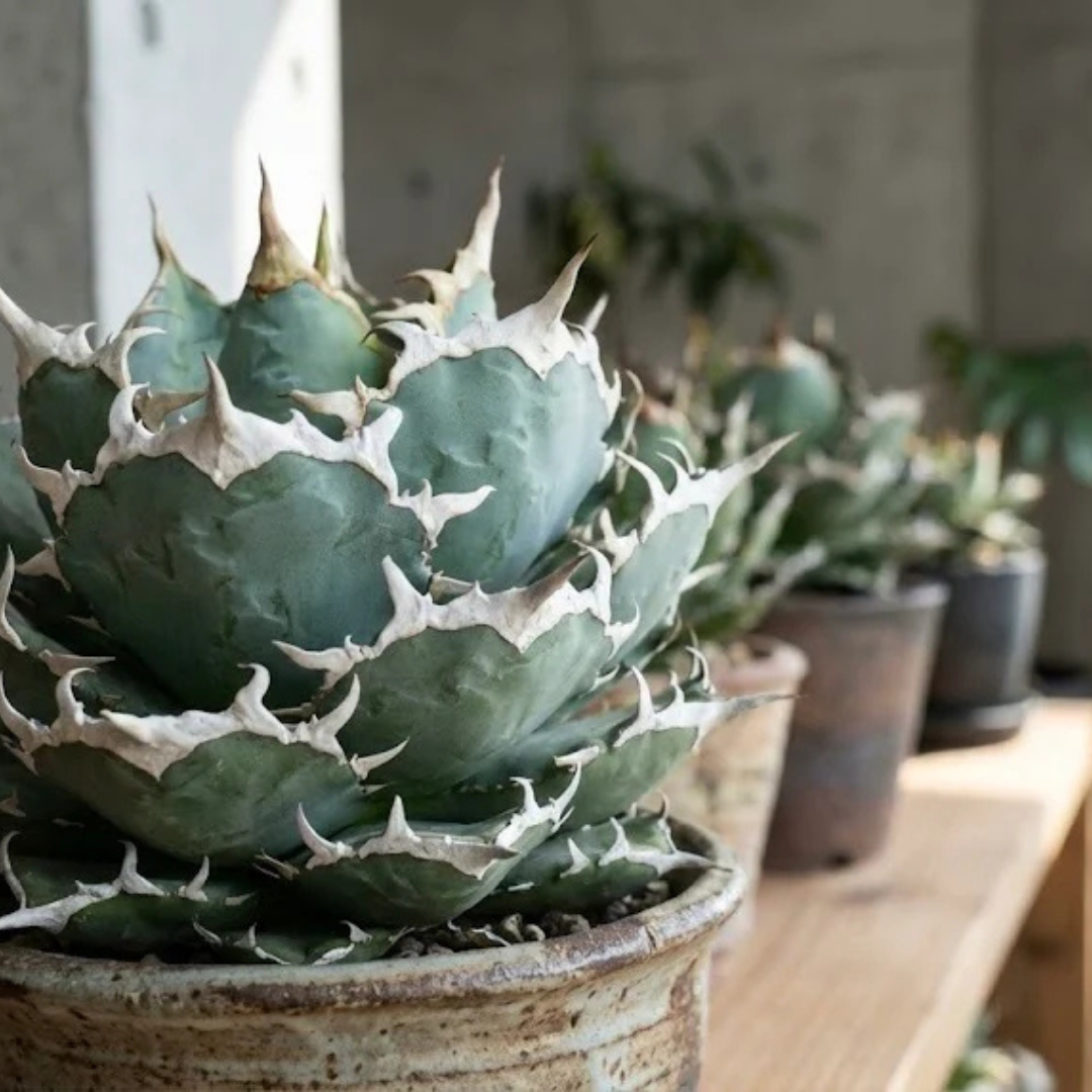 【10着限定価格】"like an agave" Tee